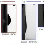 Hüceyrənin oğurlanması: Poxvirus yayılması üçün ribosom funksiyasını necə dəyişdirir