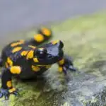 Ayaqlı balıq və dəniz şlak oğruları: Tədqiqatçı qeyri-adi orqanizmlərdən dərslər açır