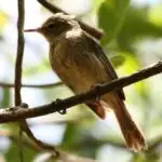 LSD-nin ixtiraçısı tərəfindən axtarılan çoxdan gözlənilən sirli göbələk kəşf edildi