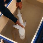 Tədqiqat əcdadlarımızın dik duruş inkişaf etdirmək üçün keçdiyi təəccüblü və əyri yolu ortaya qoyur