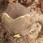 Buğdada göbələk müqaviməti: Qida təhlükəsizliyi üçün biomüxtəlifliyin qorunması