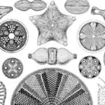 Terahertz kalorimetri pikosaniyədə zülal və su qarşılıqlı təsirinin termodinamikasını çəkir.