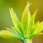 3,3 milyon illik insan təkamülü boyunca mədəni ötürülmə necə dəyişdi