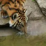 Robot avtonom hərəkət planlaması ilə yüksək sürətli parkurda naviqasiya edir