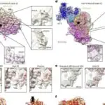 Onu qurun və unutun: muxtar strukturlar günlər əvvəldən tullanmaq üçün proqramlaşdırıla bilər