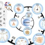 Süni intellektlə hazırlanmış T hüceyrə reseptor əvəzediciləri xərçəngin dəqiq immunoterapiyasını sürətləndirə bilər.