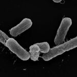 Komanda son araşdırmada koronavirusun antiviral inkişafı ilə bağlı qüsurlu məlumatlar tapır
