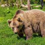 Qızıl aslan tamarinləri və tənbəllər Palm Beach Zooparkında çətin otaq yoldaşı olurlar