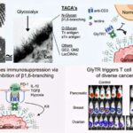 E. coli-də uzun müddət diqqətdən kənarda qalan kiçik zülallar bakteriyalar haqqında yeni anlayışlar təklif edir