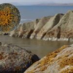 “Oxuyan” elektronlar Kaqome kristallarında sinxronlaşır və həndəsə ilə idarə olunan kvant koherentliyini ortaya qoyur.