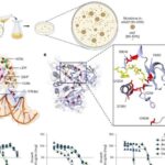 Sinxronlaşdırılmış tezliklərin xoru yeməyinizi həzm etməyə necə kömək edir