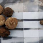 Tədqiqatın nəticələrinə görə, xroniki travmatik ensefalopatiya yalnız baş travmasından daha çox səbəb olur