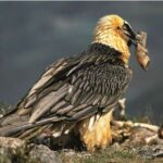 Fosilləşmiş qulaq sümükləri şirin su balıqlarının tarixini yenidən yazır