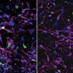 3D görüntüləmə, karbon dioksidi aşkar etmək üçün ağcaqanadların xüsusi neyronlarını açır