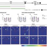 Nəzərə alınmayan ubiquitin prekursoru hüceyrə stresinə qarşı müqaviməti və uzunömürlülüyü təşviq edir