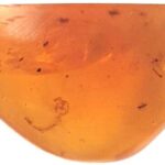 Araşdırmalar göstərir ki, Yer kürəsinin “darıxdırıcı milyard il” kompleks həyat üçün şərait yaradıb