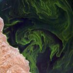 Qərbi Aralıq dənizində dəniz viruslarının misli görünməmiş azalması iqlim dəyişikliyi ilə bağlıdır