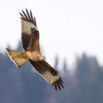 Vahidsiz teorem süni intellekt və fizika modelləri üçün əsas dəyişənləri dəqiqləşdirir