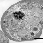 Sualtı “insan yaşayış yeri” elm adamlarına səthin altında yaşamağa və işləməyə imkan vermək üçün nəzərdə tutulmuşdur