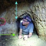 Nadir fosil tapıntıları ağcaqanadların erkən təkamülünü ortaya qoyur