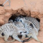 Krımdan gələn qədim oxlu rəngli karandaşlar simvolik davranışlarla məşğul olan neandertalları üzə çıxarır