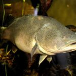 Misirdən gələn ən qədim uzun burunlu timsah fosili dəniz timsahlarının Afrika mənşəyini ortaya qoyur