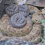 Göbələklər gələcək kompüterlər üçün yaddaş çipləri kimi vəd edir