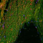 AI modeli yalnız 58 məlumat nöqtəsindən başlayaraq yüksək performanslı batareya elektrolitlərini müəyyən edir