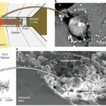 Mob üzvlüyünün faydaları: Meerkats faydalı bağırsaq bakteriyalarını paylaşır
