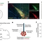 Vahidsiz teorem süni intellekt və fizika modelləri üçün əsas dəyişənləri dəqiqləşdirir