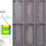 Kosmik uçuş araşdırması göstərir ki, kişilər daha çox göz dəyişiklikləri yaşayır, cinslər arasında beyin fərqləri isə incədir