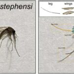 Araşdırmalar göstərir ki, Yer kürəsinin “darıxdırıcı milyard il” kompleks həyat üçün şərait yaradıb