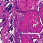 Səslər vizual qavrayışı dəyişdirir: gəmiricilərin beynində eşitmə və görmə arasında yeni əlaqələr