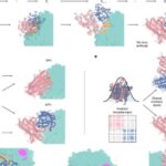 Elm adamları canlı hüceyrələrdə DNT-nin qatlanmasını tək əsas cütlükdə təsvir edir