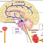 Menstrual fincan təkmilləşdirmələri: Özünü təmizləyən və davamlı dizayn düzəlişləri onlardan istifadəni asanlaşdıra bilər