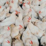 Yaşlanmanın əsas tənzimləyicisini maneə törətmək siçanlarda oynaq qığırdaqlarını bərpa edir