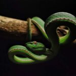 Araşdırmalar göstərir ki, oranqutanlar mədəni biliklər olmadan kompleks pəhrizlərini mənimsəyə bilməzlər