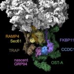 Yeni kosmik radiasiya qalxanı: Elastik bor nitridi nanoboru filmi vəd edir