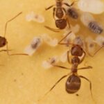 Daşların qar əriməsi və su hövzələrinə təsirini başa düşmək şimal bölgəsinin iqlim modelləşdirməsini yaxşılaşdıra bilər