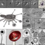 Kakao paxlasının qabıqlarından istifadə edilərək yaradılmış “Şokolad ətirli” bal