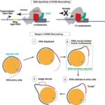 Ucuz yaşıl hidrogen: Yeni elektrod dizaynı membran elektrolizatorlarının aşınmasını əhəmiyyətli dərəcədə azaldır