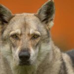 Drift logları gelgitlərarası ekosistemləri məhv edir, tədqiqat göstərir