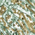 İqlim dəyişikliyi vəhşi təbiəti həyətə necə gətirir