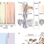 Gyromorphs işıq əsaslı kompüterləri təkmilləşdirmək üçün maye və kristal xüsusiyyətləri birləşdirir