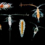 Arxeoloqlar 50 ° C-dən aşağı olan yerlilərin uzun məsafəli səyahətlərinə dair dəlilləri araşdırırlar