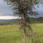 Şəhər yerliləri: Bitkilər şəhərlərdə yaşamaq üçün inkişaf edir