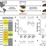 Qalıq yanacaq CO₂ emissiyaları 2025-ci ildə rekord həddə çatdı