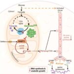 Mühəndislər 3D çap başlığı yaratmaq üçün ağcaqanad proboscisini dəyişdirirlər