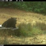 İnsanlarda simptomsuz H5N1 infeksiyası: Sübut az olaraq qalır