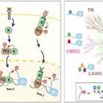 Süni inteqrasiya edilmiş coğrafi informasiya sistemləri ilə yeni sərhədin xəritələşdirilməsi